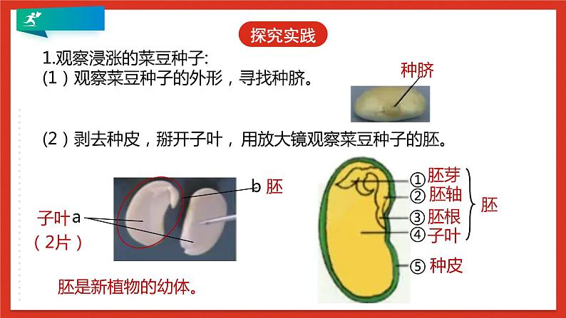 浙教版科学七年级下册1.4《植物的一生》第1课时 课件第8页