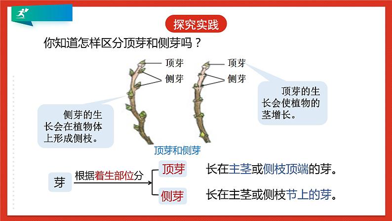 浙教版科学七年级下册1.4《植物的一生》第3课时 课件第8页