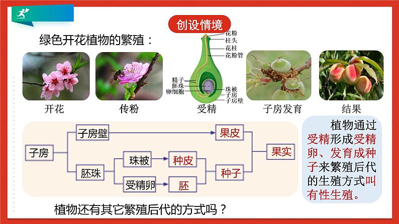 浙教版科学七年级下册1.5《植物生殖方式的多样性》第2课时 课件+练习06