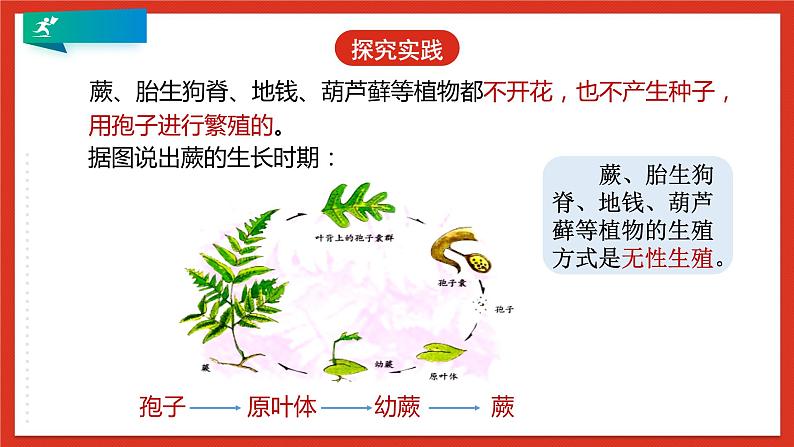 浙教版科学七年级下册1.5《植物生殖方式的多样性》第2课时 课件+练习08