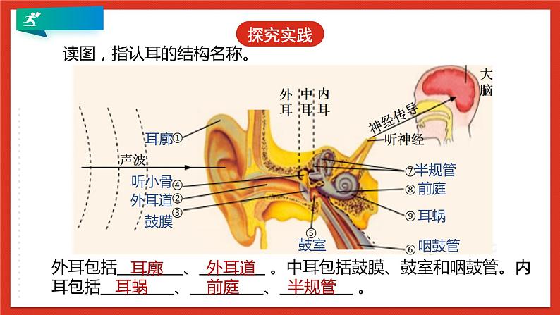 浙教版科学七年级下册2.3《耳和听觉》第1课时 课件+练习08