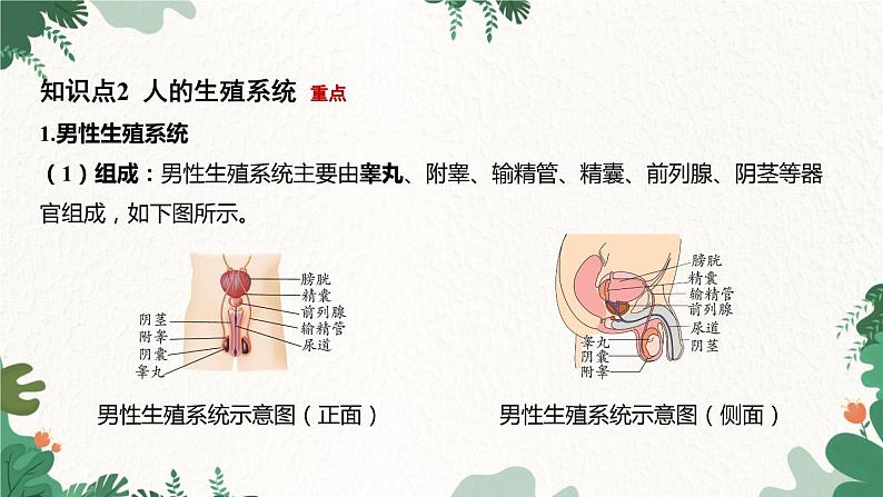 浙教版科学七年级下册 第1章第1节 新生命的诞生课件第6页