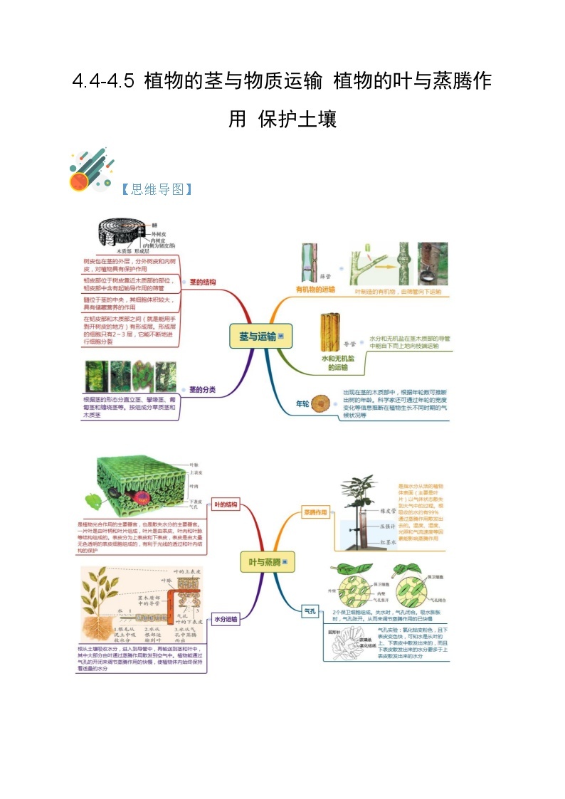 4.4-4.6 植物的茎与物质运输 植物的叶与蒸腾作用 保护土壤-2023-2024学年八年级科学下册同步精品讲与练（浙教版）01