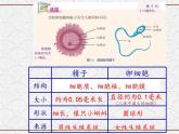 浙教版科学七年级下册 1.1 新生命的诞生 课件