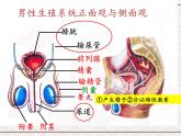 浙教版科学七年级下册 1.1 新生命的诞生 课件