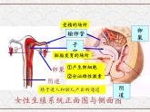 浙教版科学七年级下册 1.1 新生命的诞生 课件