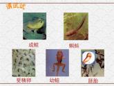 浙教版科学七年级下册 1.3 动物的生长时期 课件