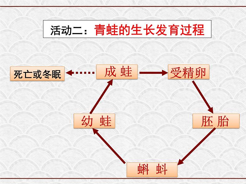 浙教版科学七年级下册 1.3 动物的生长时期 课件第3页