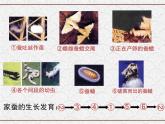 浙教版科学七年级下册 1.3 动物的生长时期 课件