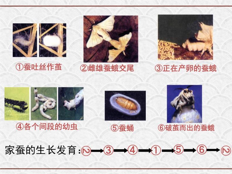 浙教版科学七年级下册 1.3 动物的生长时期 课件05
