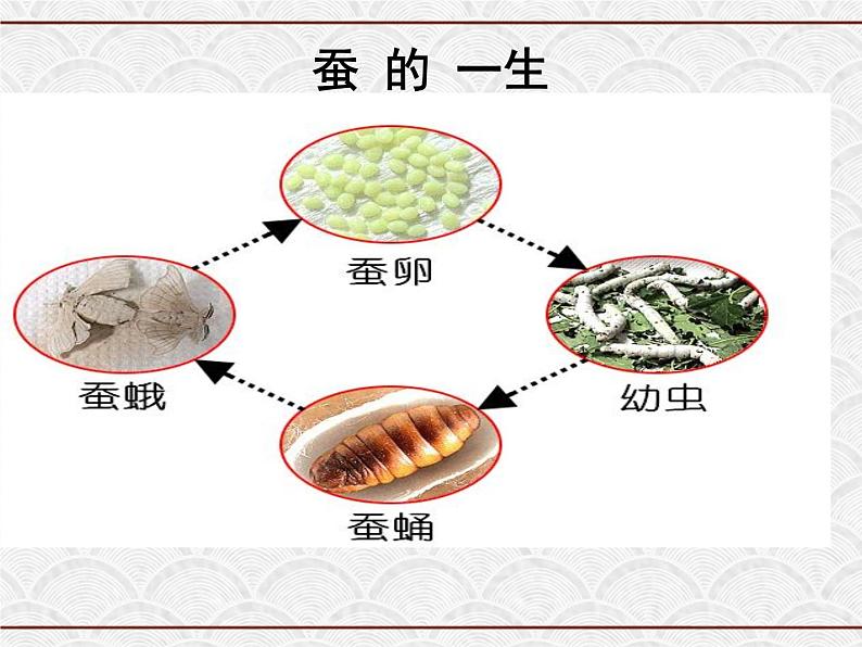 浙教版科学七年级下册 1.3 动物的生长时期 课件第6页