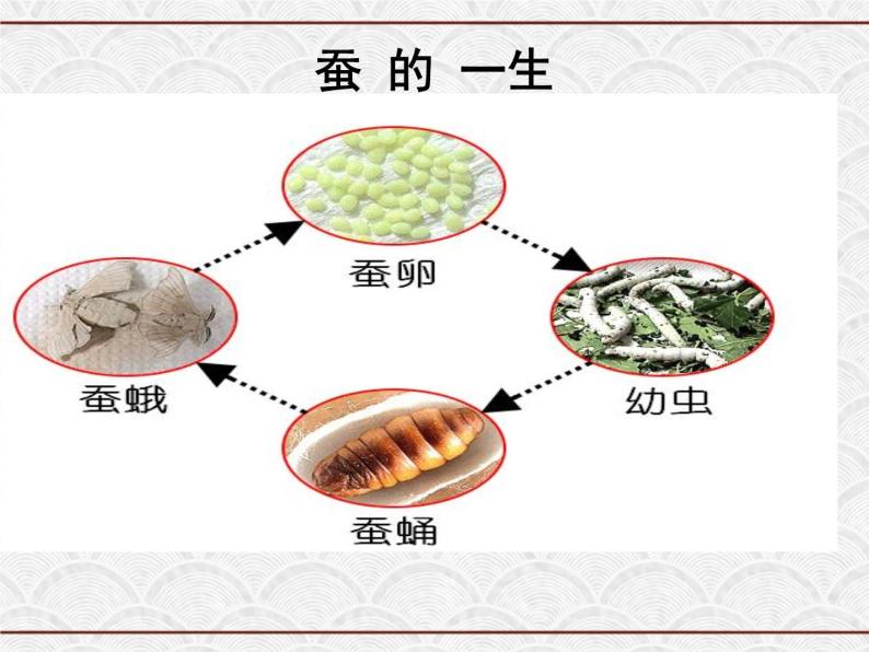 浙教版科学七年级下册 1.3 动物的生长时期 课件06