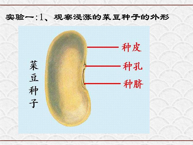 浙教版科学七年级下册 1.4 植物的一生 课件03