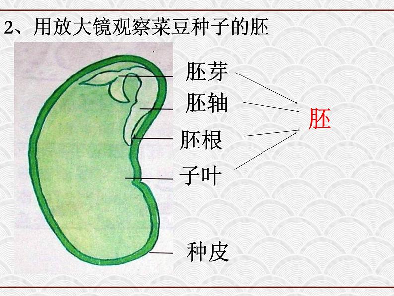 浙教版科学七年级下册 1.4 植物的一生 课件04