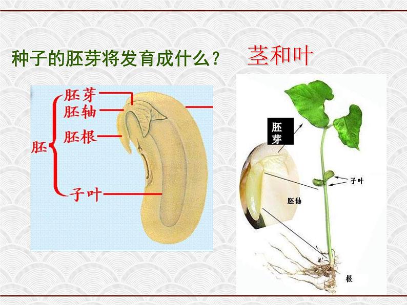 浙教版科学七年级下册 1.4 植物的一生 课件07