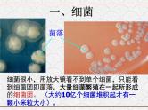 浙教版科学七年级下册 1.6 细菌和真菌的繁殖1 课件