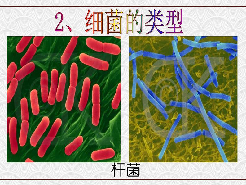 浙教版科学七年级下册 1.6 细菌和真菌的繁殖1 课件第2页