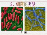 浙教版科学七年级下册 1.6 细菌和真菌的繁殖1 课件