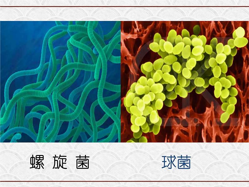 浙教版科学七年级下册 1.6 细菌和真菌的繁殖1 课件第3页