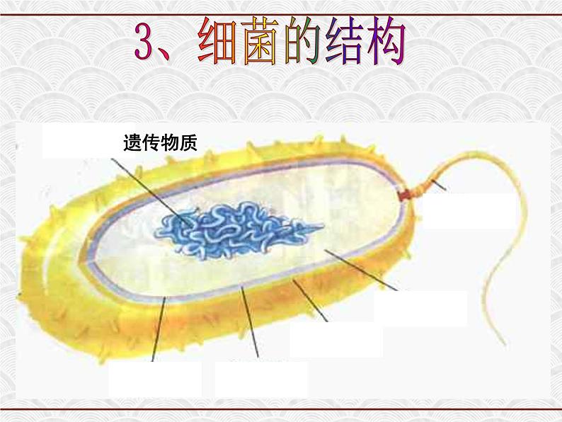 浙教版科学七年级下册 1.6 细菌和真菌的繁殖1 课件第4页