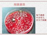 浙教版科学七年级下册 1.6 细菌和真菌的繁殖2 课件