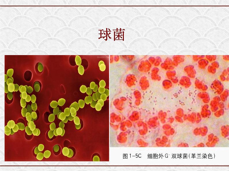 浙教版科学七年级下册 1.6 细菌和真菌的繁殖2 课件第3页