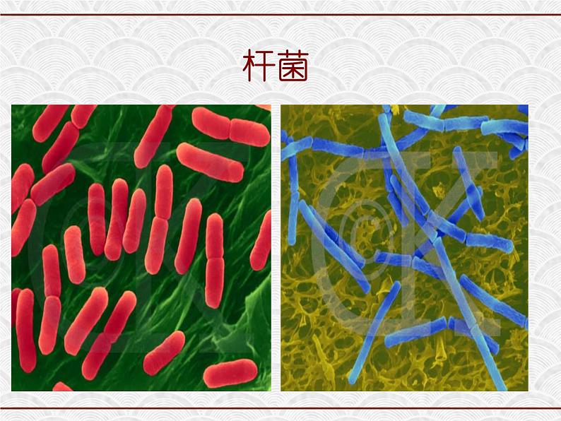 浙教版科学七年级下册 1.6 细菌和真菌的繁殖2 课件第4页