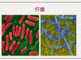 浙教版科学七年级下册 1.6 细菌和真菌的繁殖2 课件