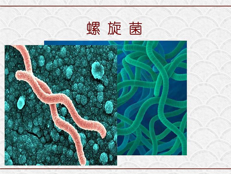 浙教版科学七年级下册 1.6 细菌和真菌的繁殖2 课件第5页