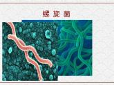 浙教版科学七年级下册 1.6 细菌和真菌的繁殖2 课件