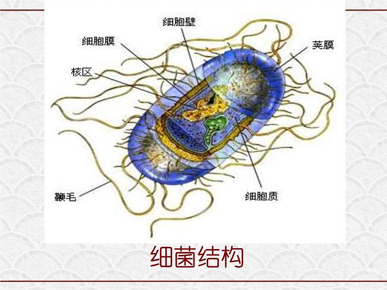 浙教版科学七年级下册 1.6 细菌和真菌的繁殖2 课件第7页