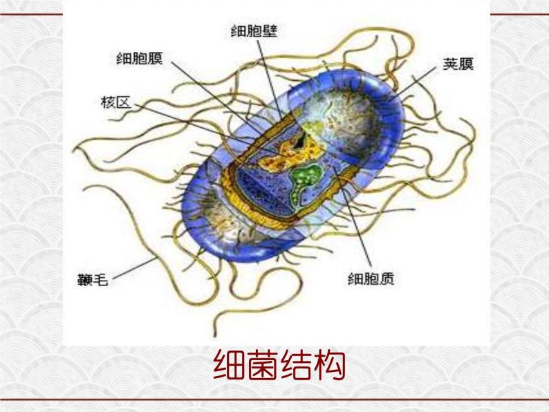 浙教版科学七年级下册 1.6 细菌和真菌的繁殖2 课件07