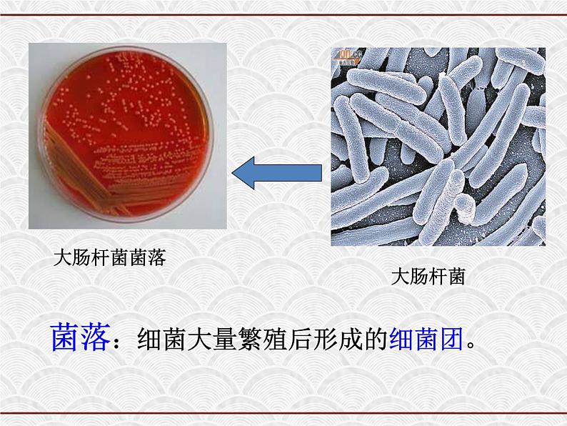 浙教版科学七年级下册 1.6 细菌和真菌的繁殖3 课件03