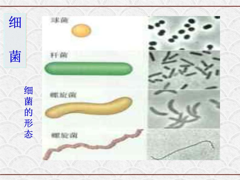 浙教版科学七年级下册 1.6 细菌和真菌的繁殖3 课件04