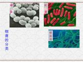 浙教版科学七年级下册 1.6 细菌和真菌的繁殖3 课件