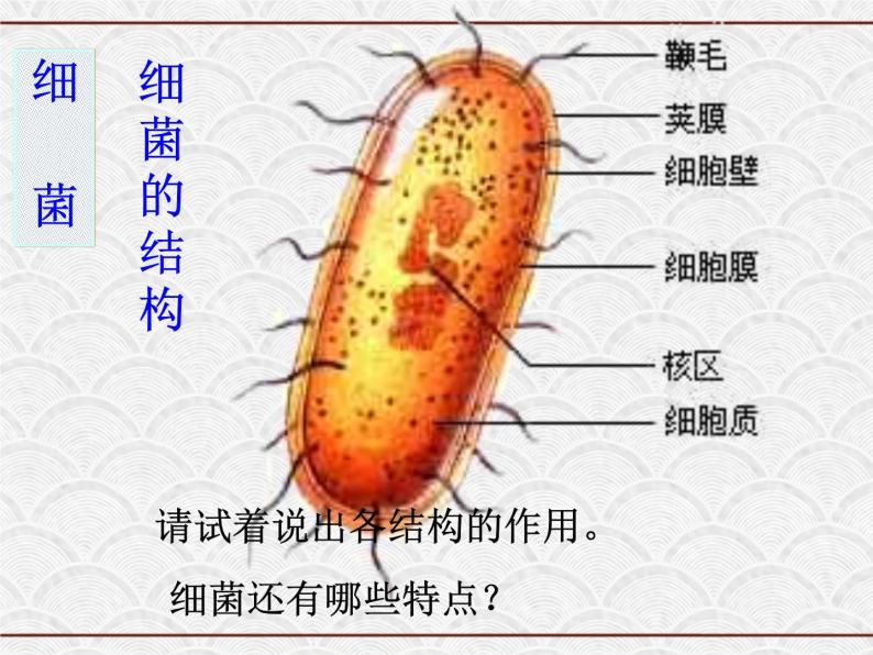 浙教版科学七年级下册 1.6 细菌和真菌的繁殖3 课件06