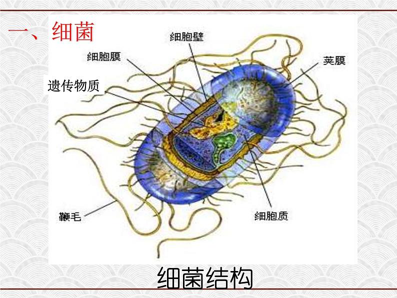 浙教版科学七年级下册 1.6 细菌和真菌的繁殖4 课件第1页