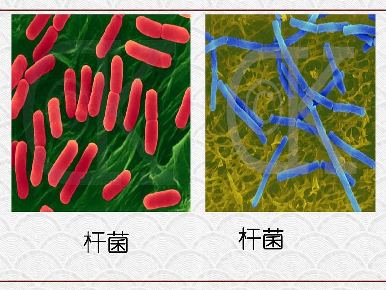 浙教版科学七年级下册 1.6 细菌和真菌的繁殖4 课件第3页