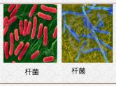 浙教版科学七年级下册 1.6 细菌和真菌的繁殖4 课件