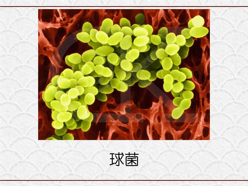 浙教版科学七年级下册 1.6 细菌和真菌的繁殖4 课件第5页