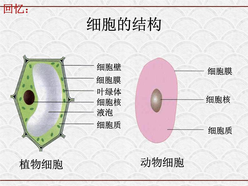 浙教版科学七年级下册 1.6 细菌和真菌的繁殖4 课件第7页