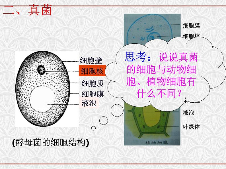 浙教版科学七年级下册 1.6 细菌和真菌的繁殖4 课件第8页