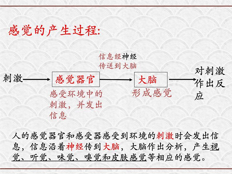 浙教版科学七年级下册 2.1 感觉世界 课件第5页