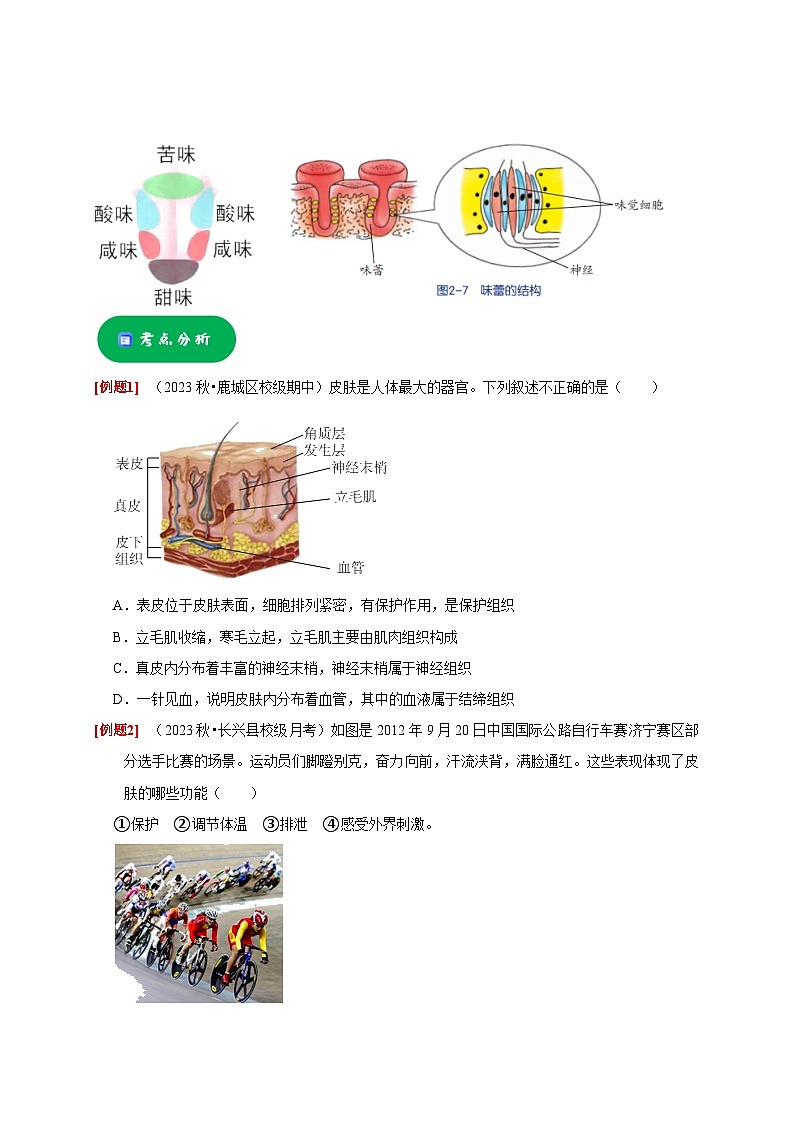 2.1 感觉世界——2023-2024学年七年级下册科学高效讲与练（浙教版）03