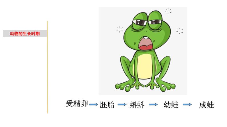 1.2 动物的生长时期-七年级科学下册知识点讲解与规律总结（浙教版）(PPT)03