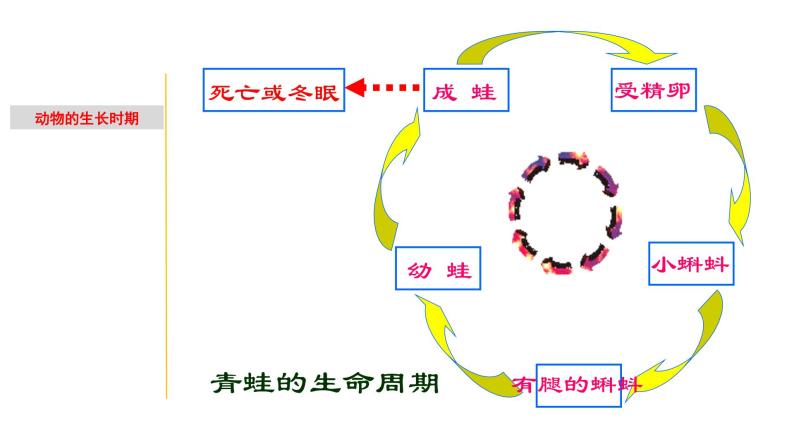 1.2 动物的生长时期-七年级科学下册知识点讲解与规律总结（浙教版）(PPT)04