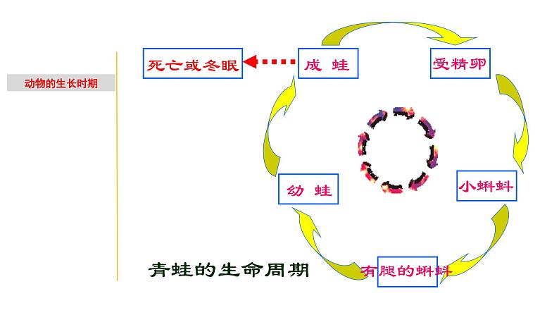 1.2 动物的生长时期-七年级科学下册知识点讲解与规律总结（浙教版）(PPT)04