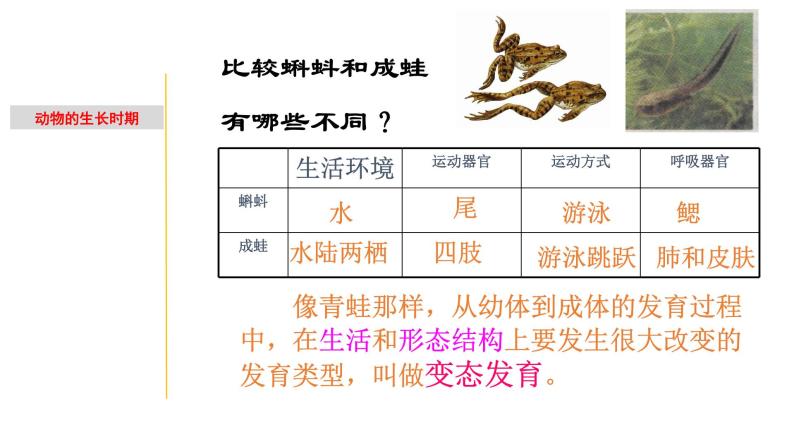 1.2 动物的生长时期-七年级科学下册知识点讲解与规律总结（浙教版）(PPT)05