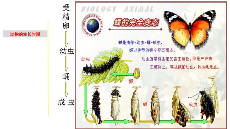 1.2 动物的生长时期-七年级科学下册知识点讲解与规律总结（浙教版）(PPT)08