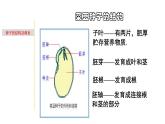 1.3 植物的一生-七年级科学下册知识点讲解与规律总结（浙教版）(PPT)